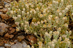 Mesembryanthemum schenkii