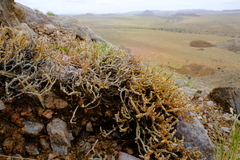 Mesembryanthemum schenkii