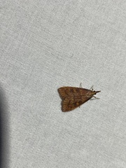 Udea liopis
