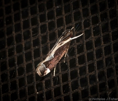 Chaliniastis astrapaea