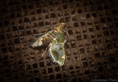 Arescoptera haplocala