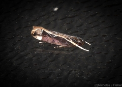 Chaliniastis astrapaea