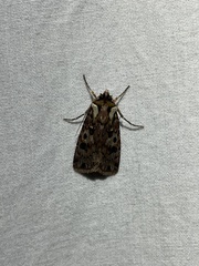 Agrotis charmocrita