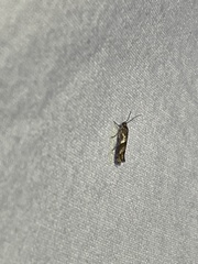 Prays fulvocanella