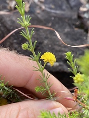 Acacia galioides