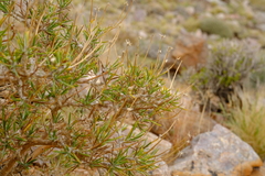 Osteospermum armatum
