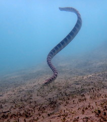 Hydrophis ornatus