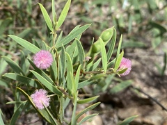 Acacia purpureapetala