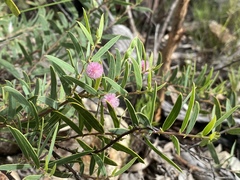 Acacia purpureapetala