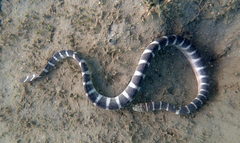 Hydrophis ornatus