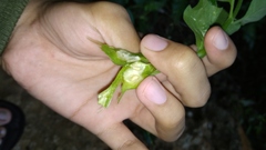 Cecidochares connexa