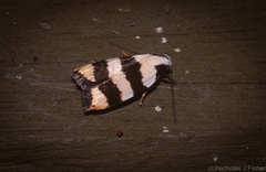 Zonopetala divisella