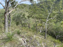 Acacia purpureapetala