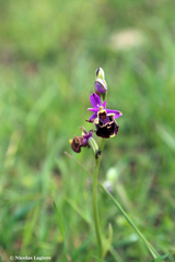 Ophrys calypsus