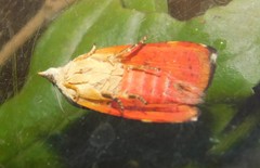 Hyblaea occidentalium