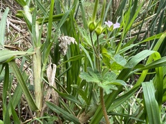 Geranium gardneri