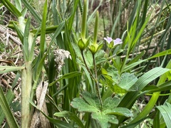 Geranium gardneri