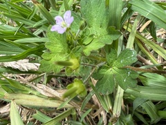 Geranium gardneri