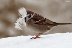 Passer montanus