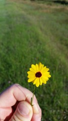 Thelesperma filifolium