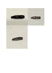 Agrilus hypoleucus