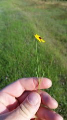 Thelesperma filifolium