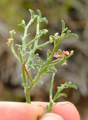 Indigofera pungens