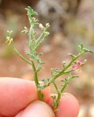 Indigofera pungens