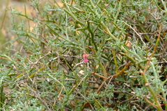 Indigofera pungens