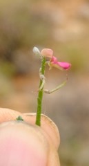 Indigofera pungens