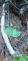 Haemanthus carneus