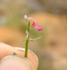 Indigofera pungens