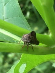 Telamona ampelopsidis