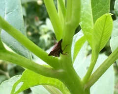 Telamona ampelopsidis