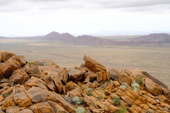 Euryptila subcinnamomea