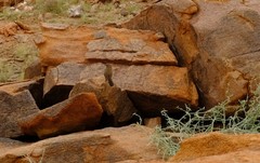 Euryptila subcinnamomea