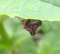 Telamona ampelopsidis