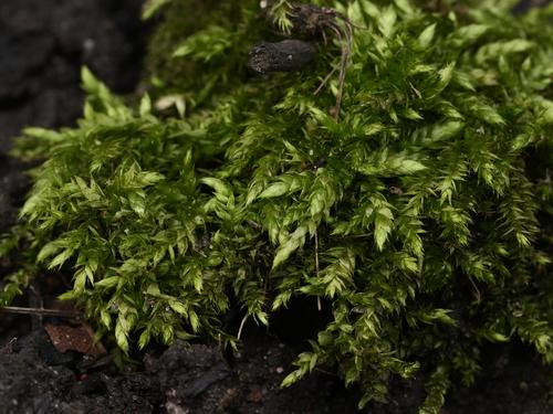 Žalioji trumpė nuotrauka