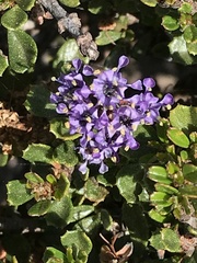 Ceanothus rigidus