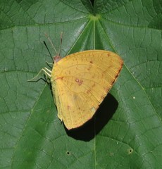 Catopsilia florella