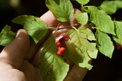 Euonymus occidentalis