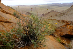 Pentzia argentea
