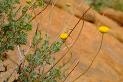 Pentzia argentea