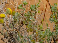 Pentzia argentea