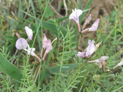 Astragalus corniculatus