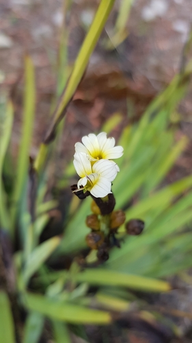 Sisyrinchium striatum