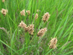 Carex stenophylla