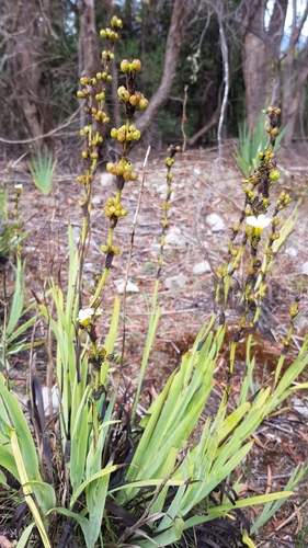 Sisyrinchium striatum