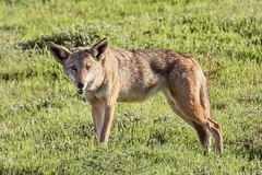 Canis latrans
