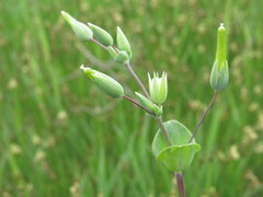 Cerastium perfoliatum